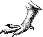 The claw of a moorfowl.