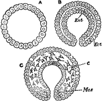 "Sections through the unilaminar (A), bilaminar (B), and trilaminar (C) conditions of the typical biastoder. Ect., ectoderm; Ent., entoderm; Mes., mesoderm; c, primitive connective tissue." &mdash; Encyclopedia Britannica, 1893