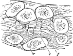 "Connective tissue of slug. r, ramified cell; f, flattened cell; v, vesicular cell. The fibers in the ground substance are also indicated." &mdash; Encyclopedia Britannica, 1893