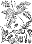 "Male (A) and Female (B) Inflorescence of the Hop." &mdash; Encyclopedia Britannica, 1893