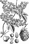 "Fruit of Hop." &mdash; Encyclopedia Britannica, 1893