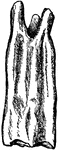 "Corresponding tooth of horse (hypsidont form)." &mdash; Encyclopedia Britannica, 1893