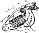 "Side view of skull of horse, with the bone removed so as to expose the whole of the teeth. PMx, premaxilla; Mx, maxilla; Na, nasal bone; Ma, malar bone; L, lacrymal bone; Fr, frontal bone; Sq, squamosal bone; Pa, parietal bone; oc, occipital condyle; pp, paroccipital process; i, the three incisor teeth; c, the canine tooth; pm1, the situation of the rudimentary first premolar, which has been lost in the lower, but is present in the upper jaw; pm2, pm3, and pm4, the three fully-developed premolar teeth; m, the three true molar teeth." &mdash; Encyclopedia Britannica, 1893