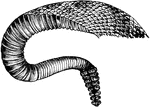 The rattling tail of the rattle snake.