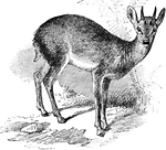 The goat antelope of the Deccan, which inhabits rocky places.