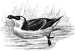 A brd characterized by its bill. The bill is feathered for about half its length, in the rest of its extent being vertically furrowed, and hooked at the tip.