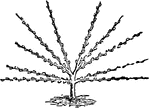 "Pruning for a Fan-Shaped Tree, Third Year." &mdash; Encyclopedia Britannica, 1893