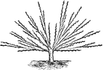 "Pruning for a Fan-Shaped Tree, Fourth Year." &mdash; Encyclopedia Britannica, 1893
