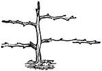 "Pruning for Horizontally-Trained Tree, Third Year." &mdash; Encyclopedia Britannica, 1893