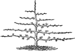 "Pruning for Horizontally-Trained Tree, Fifth Year." &mdash; Encyclopedia Britannica, 1893
