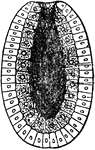 "Diagram of a Diblastula. a, orifice of invagination (blastopore); b, archenteric cavity; c, endoderm; d, ectoderm." &mdash; Encyclopedia Britannica, 1893