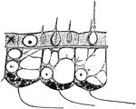 "Portion of the body-wall of Hydra, showing ectoderm cells above, separated by "structureless lamelia" from three flagellate endoderm cells below. The latter are vacnolated, and contain each a nucleus and several dark granules. In the middle ectoderm cell are seen a nucleus and three nematocysts, with trigger hairs projecting beyond the cuticle. A large nematocyst with everted thread, is seen in the right-hand ectodermal cell." &mdash; Encyclopedia Britannica, 1893