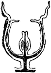 "Gradual degeneration of the medusa bud into the form of a sporosae. The black represents the enteric cavity and its continuations; the lighter shading represents the genital products (ova or sperm). Medualform person still attached by a stalk at the aboral pole to a colony." &mdash; Encyclopedia Britannica, 1893