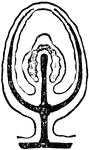 "Gradual degeneration of the medusa bud into the form of a sporosae. The black represents the enteric cavity and its continuations; the lighter shading represents the genital products (ova or sperm). Modified medusiform person, with margin of the disc (umbrella) united above and importforato (mouthless) manubrium." &mdash; Encyclopedia Britannica, 1893