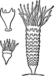 "Development of Aurelia. Above to the left, young scyphistoma with four perradial tentacles. Below to left, scyphistoma with sixteen tentacles and first constriction. To the right, strobila condition of the scyphistoma, consisting of thirteen metameric segments; the uppermost still possesses the sixteen tentacles of the scyphistoma; the remainder have no tentacles, but are ephyrae, each with eight bifid arms. each segment when detached becomes an ephyra." &mdash; Encyclopedia Britannica, 1893