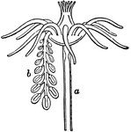 "A single hydriform person a bearing a stalk carrying numerous degenerate medusiform persons or sporosacs b." &mdash; Encyclopedia Britannica, 1893
