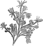 "Portion of colony of Bougainvillea (Endendrium) fruiticosa (Anthomedusae calyptoblastea) more magnified." &mdash; Encyclopedia Britannica, 1893
