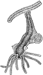 "Hydra vividis. ov, ovary; te, testis." &mdash; Encyclopedia Britannica, 1893