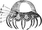 "Cunina rhododactyla, one of the Narcomedusae. c, circular canal; h, "otoporpae" (ear-rivets) or centripetal process of the marginal cartilaginous ring connected with tentaculocyst; k, stomach; l, jelly of the disc; r, radiating calan (puch of stomach); tt, tentacles; iw, tentacle root. The lappets of the margin of the disc, separated by deep notches, above which (nearer the aboral pole) the tentacles project from the disc (not marginal therefore), are characteristic of many Narcomedusae and Trachomedusae. Cartilaginous strands (the mantle rivets or peroniae) connect the tentacle root with the solid marginal ring." &mdash; Encyclopedia Britannica, 1893