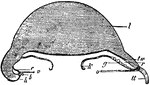 "Diagram of a vertical section through a young Cunina rhododactyla, passing on the right side through a radiating pouch. b, tentaculocyst; c, circular canal; g, ovary; h, marginal cartilage and connecting process springing from a tentaculocyst (otoporpa); k, stomach; t, jelly of the disc; r, radiating canal or pouch; tt, tentacle (solid, cartilaginous); tw, tentacle root; v, velum." &mdash; Encyclopedia Britannica, 1893