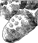 "Portion of the calcareous corallum of Millepora nodosa, showing the cyclical arrangement of the pores occupied by the "persons" or hydranths." &mdash; Encyclopedia Britannica, 1893