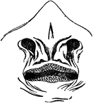 "Nostrils of Raia lemprieri, with nasal flaps reverted." &mdash; Encyclopedia Britannica, 1893