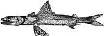 "Saurus undosquamis, a Malacoptorgian with anterior soft dorsal and additional adipose fin." &mdash; Encyclopedia Britannica, 1893