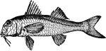 "Mullus barbatus (Red Mullet), with thoracic ventral fins." &mdash; Encyclopedia Britannica, 1893