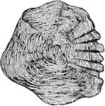 "Cycloid scale of Scopelus resplendens." &mdash; Encyclopedia Britannica, 1893