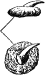 "Dermal spines of a male Thornback, Raia clavata." &mdash; Encyclopedia Britannica, 1893