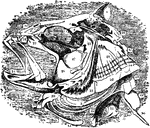 "Skeleton of the Perch's Skull." &mdash; Encyclopedia Britannica, 1893