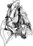 "Lower view of skull of perch." &mdash; Encyclopedia Britannica, 1893
