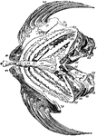 "Hyoid bone of the Perch." &mdash; Encyclopedia Britannica, 1893