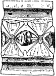 "Longitudinal section of caudal vertebra of Basking Shark (Selache mazima). a, centrum; b, neurapophysis; c, intercrural cartilage; d, hemapophysis; e, spinal canal; f, intervertebal cavity; g, central canal for persistent portion of notochord; h, hemal canals for blood-vessels." &mdash; Encyclopedia Britannica, 1893
