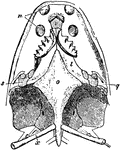 "Palatal view of skull of Ceratodus." &mdash; Encyclopedia Britannica, 1893