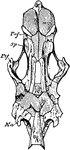 "Lower aspect of the primordial cranium, with the membrane-bones removed. An, angular; ao, anteorbital; Ar, articulary; B, basal; D, dentary; E, ethmoid; F, frontal; Ma, mastoid; Mp, metapterygold; Mx, maxillary; N, nasal; O, operculum; Oc, occipital; Pa, parietal; Pl, palatine; Pmx, premaxillary; po, postorbital; Prf, prefrontal; Pt, post-temporals; Ptf, postfrontal; Ptr, pterygold; Q, quadrate; S, suspensorium; So, suboperculum; Sp, sphenold; Spl, splenial; St, supratemporals; T, tympanic lamina; Tu, turbinal; v, vomer; x x, small ossicles; x' x', spiraculars." &mdash; Encyclopedia Britannica, 1893