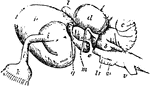 "Brain of Carcharias. ae, nervus acousticus; b, corpus restiforme; c, cerebellum; d, lobus opticus; e, hypophysis; g, nervus opticus; h, hemisphere; i, lobus olfactorius; i', olfactory pedicle; k, nervus olfactorius; l, epiphysis; m, nervus oculo-motorius; tr, nervus trigeminus; v, nervus vagus." &mdash; Encyclopedia Britannica, 1893