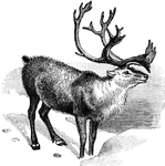 A deer like mammal with velvety antlers.