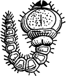 "The flatheaded borer, the larva." &mdash; Goff, 1904