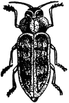 "The flatheaded borer, the perfect beetle." &mdash; Goff, 1904