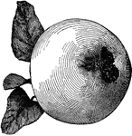 "A wormy apple, showing the familiar mass of brown particles thrown out at the blossom-end by the young worm." &mdash; Goff, 1904