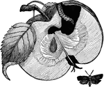 "Section of wormy apple; a, codling moth; b, cocoon." — Goff, 1904
