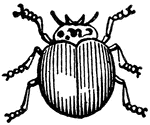 "Lady-bird beetles, or "lady bugs." These beetles are very destructive to plant lice." &mdash; Goff, 1904