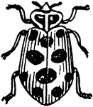 "Lady-bird beetles, or "lady bugs." These beetles are very destructive to plant lice." &mdash; Goff, 1904
