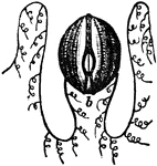 "a, tentacula; b, mouth; c, termination of intestine." &mdash; Chambers' Encyclopedia, 1875