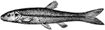 A silvery fish commonly used as bait.