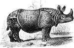 A large mammal with tough grey skin and a horn on its nose.