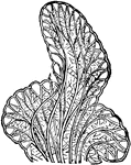"A genus of Zoophytes, the type of family called Alcyonide, belonging to the class anthozoa, and order Asteroida, and consisting of a polype-mass with starlike pores and protrusive polypes." &mdash; Chambers' Encyclopedia, 1875