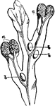 "Fucus vesiculosus: showing the receptacles of the fructification a, a, at the ends of the branching frond; b, b, b, large air-cells which help to float the plant." &mdash; Chambers' Encyclopedia, 1875