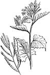 "Allaria officinalis. a, upper part of stem, with leaves and flowers; b, extremity of a branch, in fruit." &mdash; Chambers' Encyclopedia, 1875